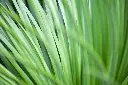 unsplash_P2aZetaMqmk_Lemongrass Cymbopogon citratus.jpg.jpg.jpg.webp