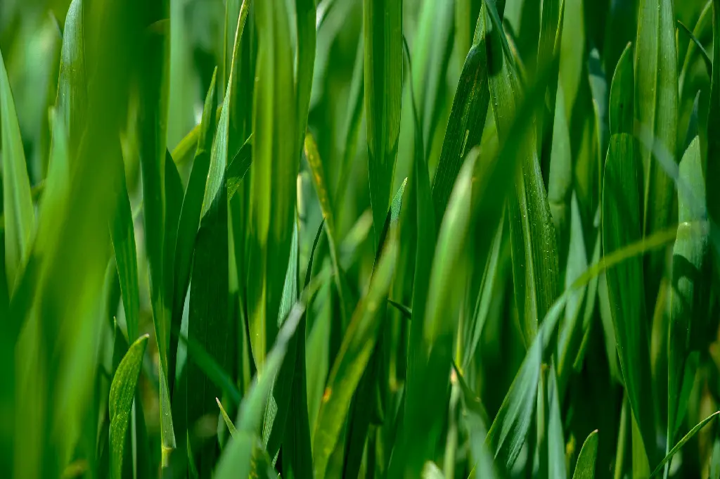 unsplash_TX6MuCRLSUc_Lemongrass Cymbopogon citratus.jpg.webp