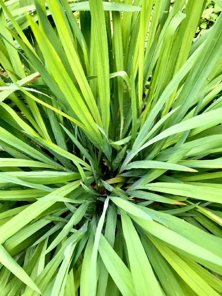 unsplash_8avQLOHmcG4_Lemongrass Cymbopogon citratus.webp