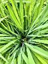unsplash_8avQLOHmcG4_Lemongrass Cymbopogon citratus.webp