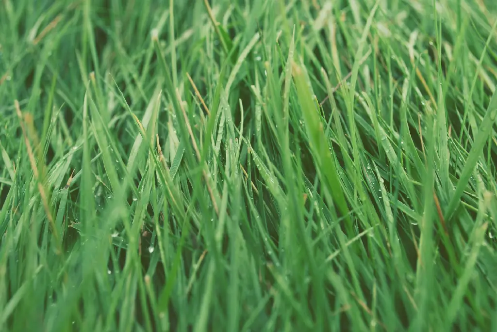 unsplash_TBQXwj3DEOY_Lemongrass.webp