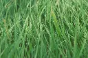 unsplash_TBQXwj3DEOY_Lemongrass.webp