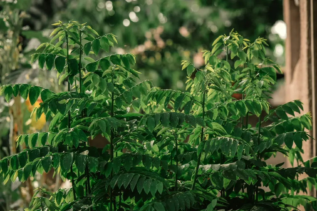 unsplash_kfY4gngpWgo_curry leaf plant.jpg.jpg.jpg.jpg.jpg.webp