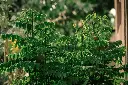 unsplash_kfY4gngpWgo_curry leaf plant.jpg.jpg.jpg.jpg.jpg.webp