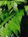 unsplash_BLJBnERZHoE_curry leaf plant.jpg.jpg.jpg.jpg.webp