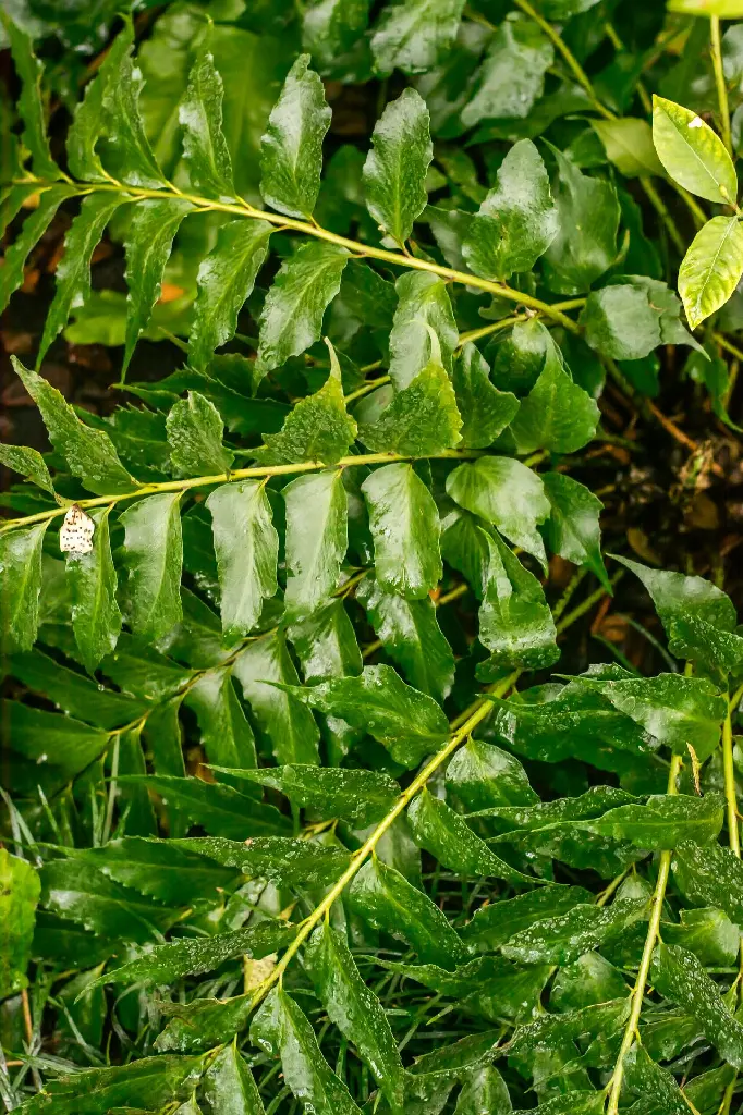 unsplash_aqnJ9zsHeCA_curry leaf plant.jpg.jpg.jpg.webp