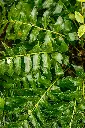 unsplash_aqnJ9zsHeCA_curry leaf plant.jpg.jpg.jpg.webp