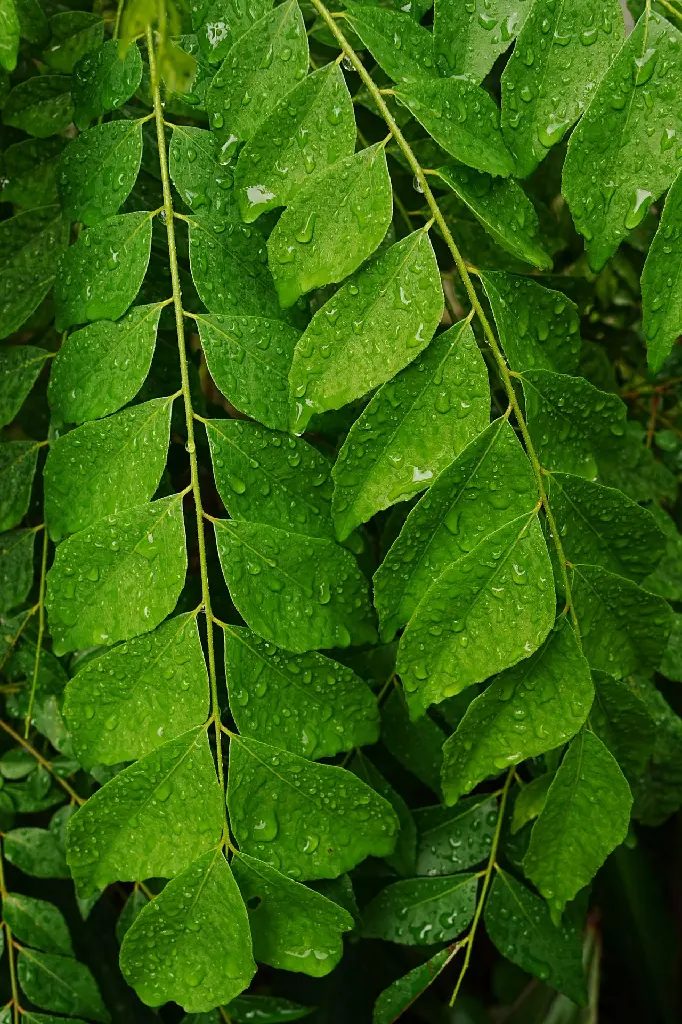 unsplash_jQY0fEtSv9U_curry leaf plant.jpg.jpg.webp