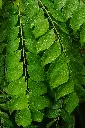 unsplash_jQY0fEtSv9U_curry leaf plant.jpg.jpg.webp
