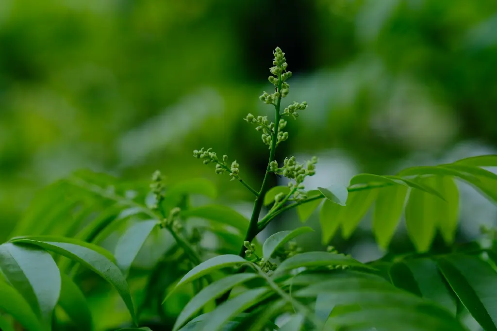 unsplash_aFiaK1ishQc_curry leaf plant.jpg.webp