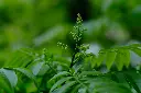 unsplash_aFiaK1ishQc_curry leaf plant.jpg.webp