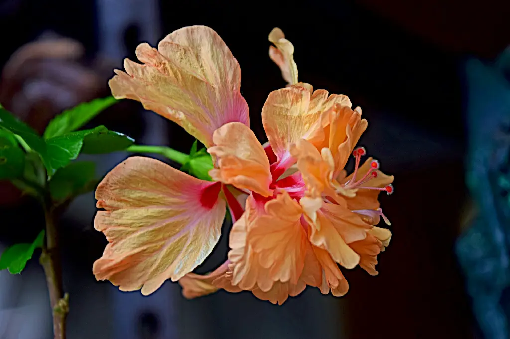 unsplash_4sPA2fAWNZo_Hibiscus Sandal Double Layered.jpg.jpg.webp