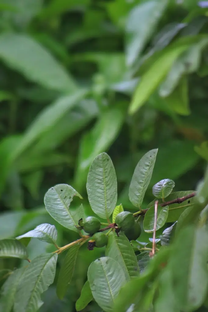 unsplash_mTULLJdRnuc_guava plant.jpg.jpg.jpg.webp