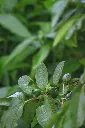 unsplash_mTULLJdRnuc_guava plant.jpg.jpg.jpg.webp