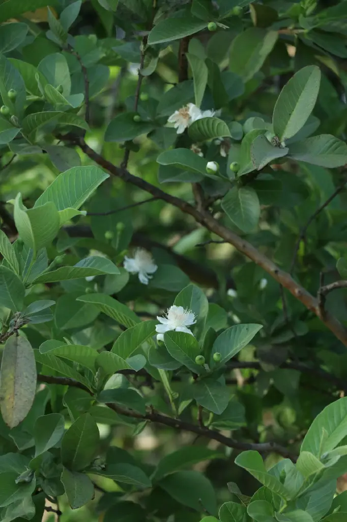 unsplash_JYiPRY-DrVc_guava plant.jpg.jpg.webp