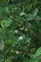 unsplash_JYiPRY-DrVc_guava plant.jpg.jpg.webp