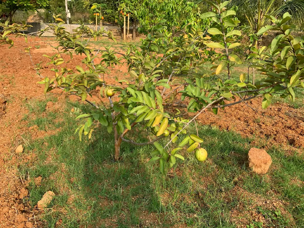 unsplash_K1jMTcVpm2A_guava plant.jpg.webp