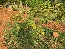 unsplash_K1jMTcVpm2A_guava plant.jpg.webp