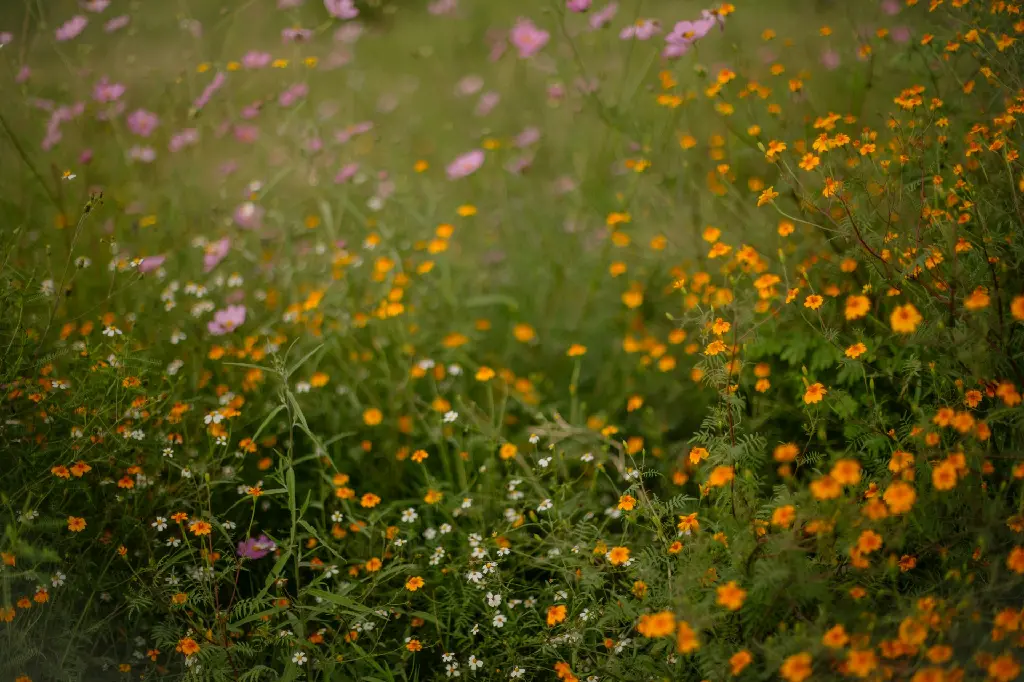 unsplash_uKkZxSq2O8s_Orange Cosmos Plant.jpg.jpg.jpg.jpg.webp