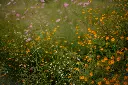 unsplash_uKkZxSq2O8s_Orange Cosmos Plant.jpg.jpg.jpg.jpg.webp