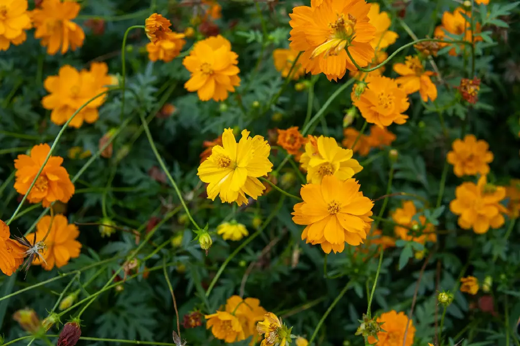 unsplash_8BckC5YUOtw_Orange Cosmos Plant.jpg.jpg.jpg.webp