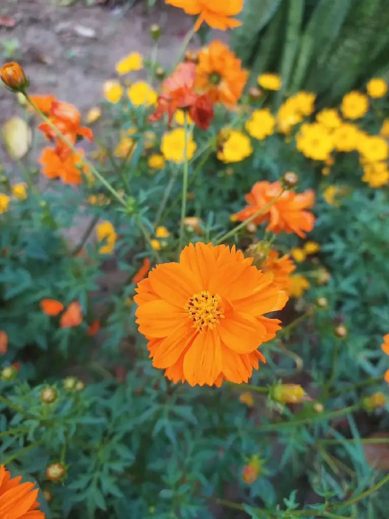 unsplash_WY_HmT0chGM_Orange Cosmos Plant.jpg.jpg.webp