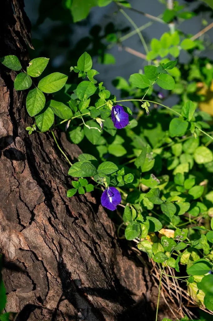 unsplash_ezJHQQRy2QA_Butterfly Pea.jpg.jpg.webp