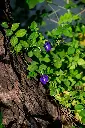 unsplash_ezJHQQRy2QA_Butterfly Pea.jpg.jpg.webp