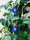 unsplash_W_KMXbkP-ds_Butterfly Pea.jpg.webp