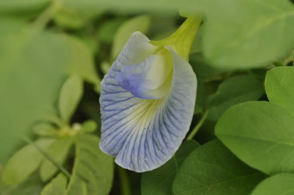 unsplash_9Z4PgUGC0_k_purple butterfly pea.jpg.jpg.webp