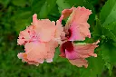 unsplash_ZZfYMzGKGm4_Hibiscus Sandal Double Layered.jpg.webp