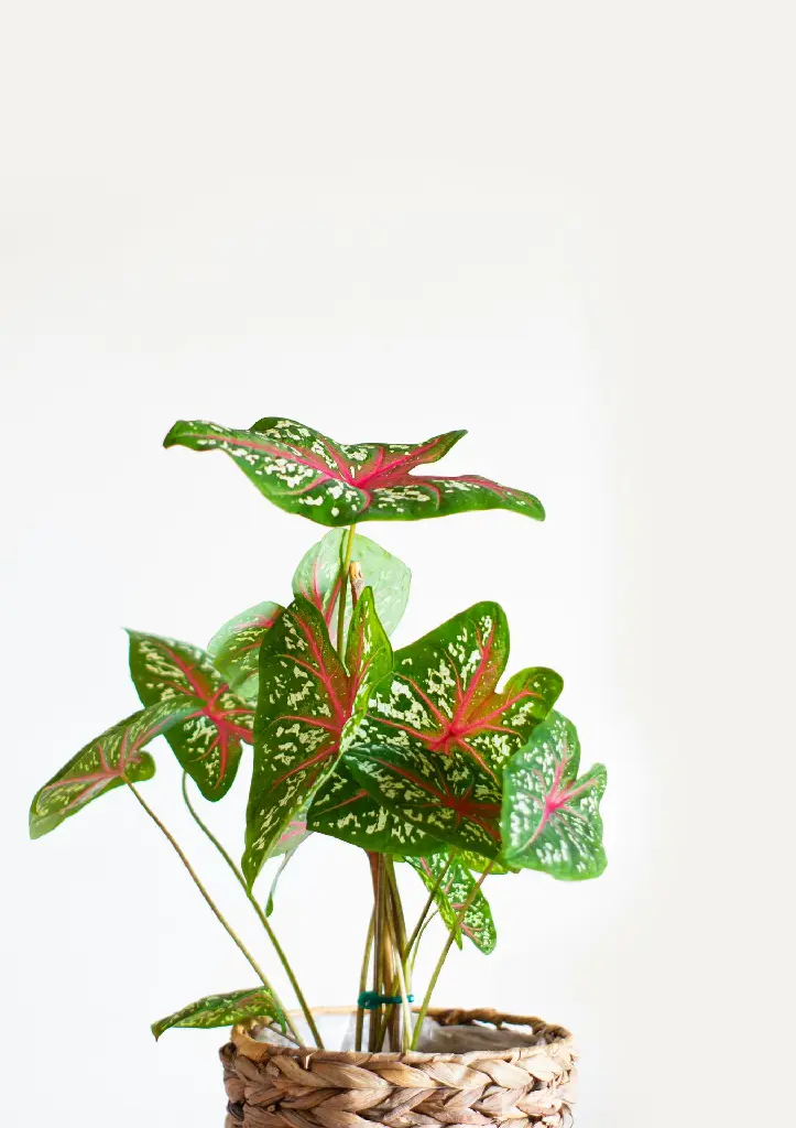 rui-silvestre-DrQ7niDbAjU-unsplash.webp
