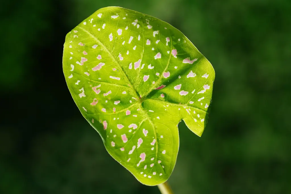 ignartonosbg-leaf-6651644_1920.webp