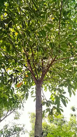 Jamun_Gachhi.webp