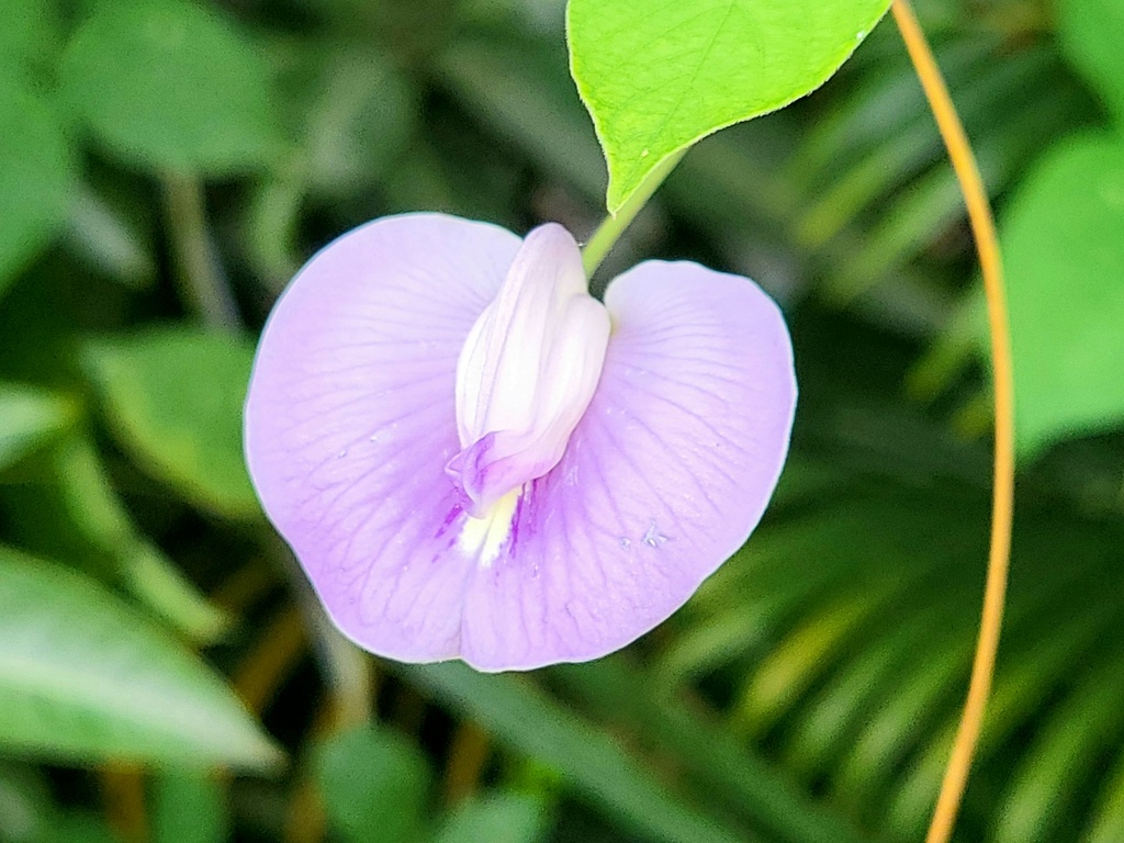 Butterfly Pea Plant (Light Purple) (Asian Pigeonwings) (Aparajita)