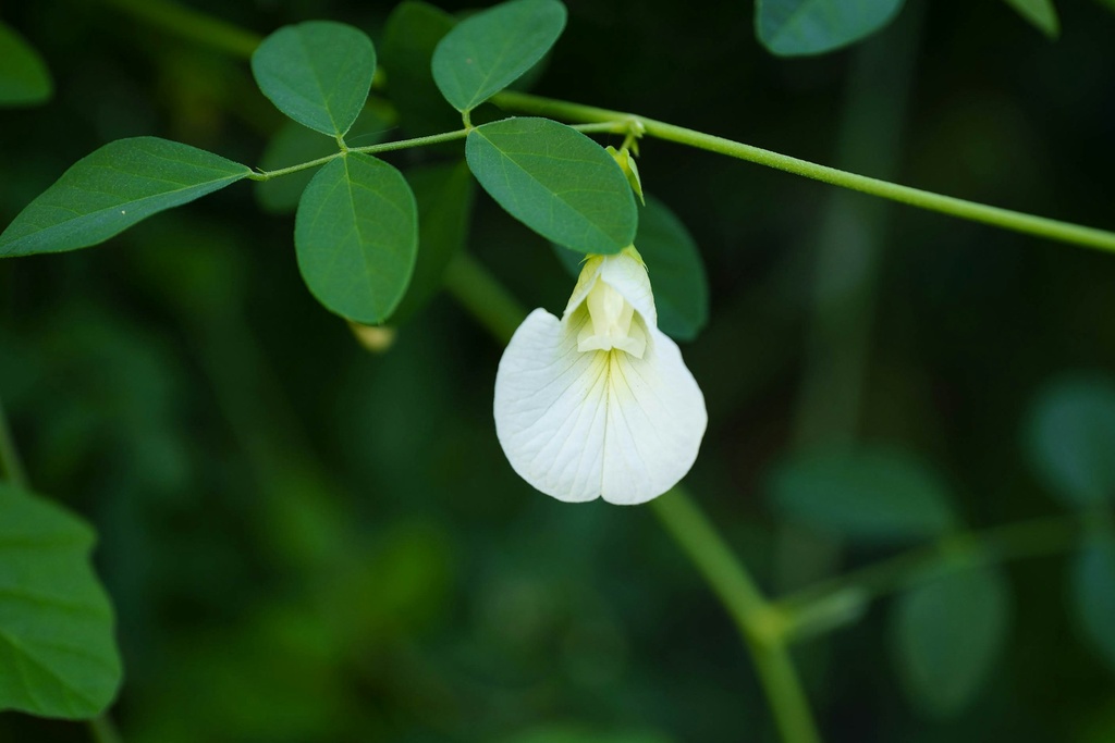 Butterfly Pea Plant (White) (Asian Pigeonwings) (Aparajita)
