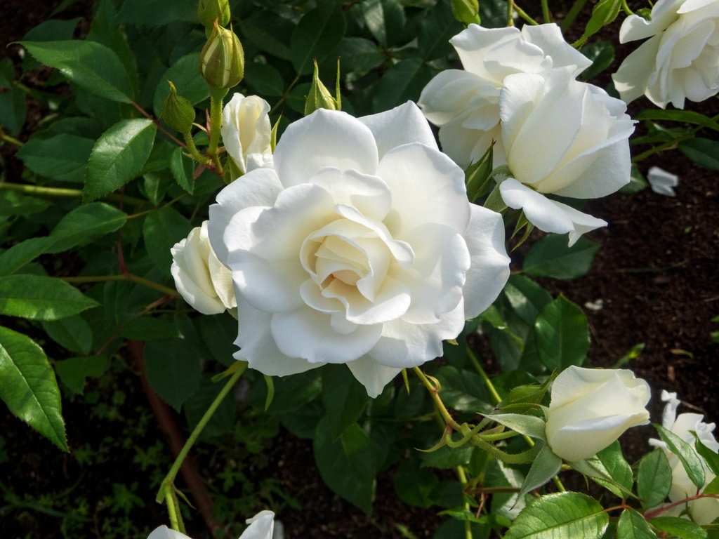 White Indian Rose (White Gulab)
