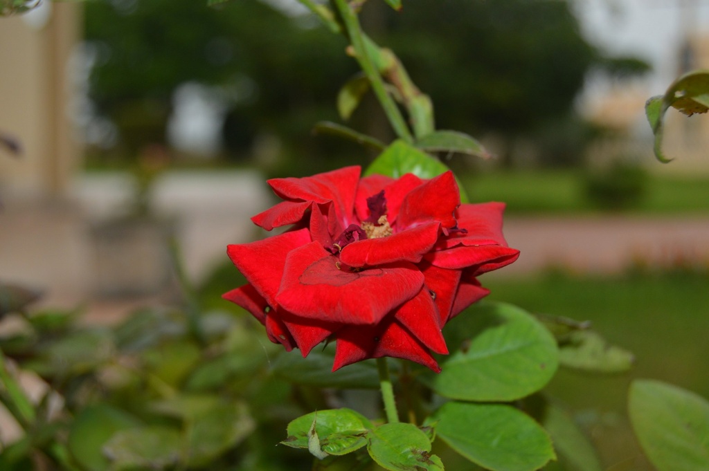 Red Indian Rose (Red Gulab)