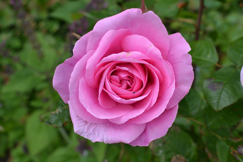 Pink Indian Rose (Gulabi Gulab)