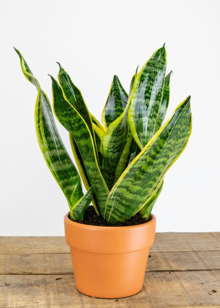 Snake Plant (Sansevieria)