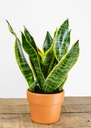 Snake Plant (Sansevieria)