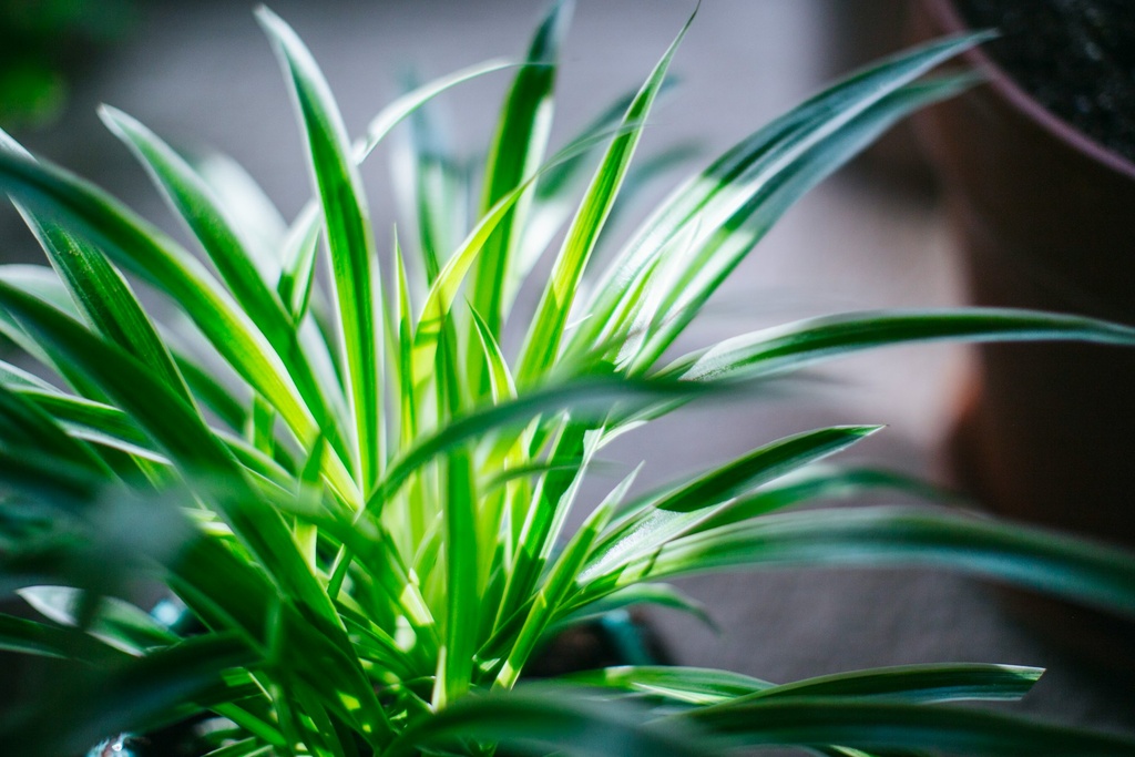 Spider Plant (Chlorophytum comosum)