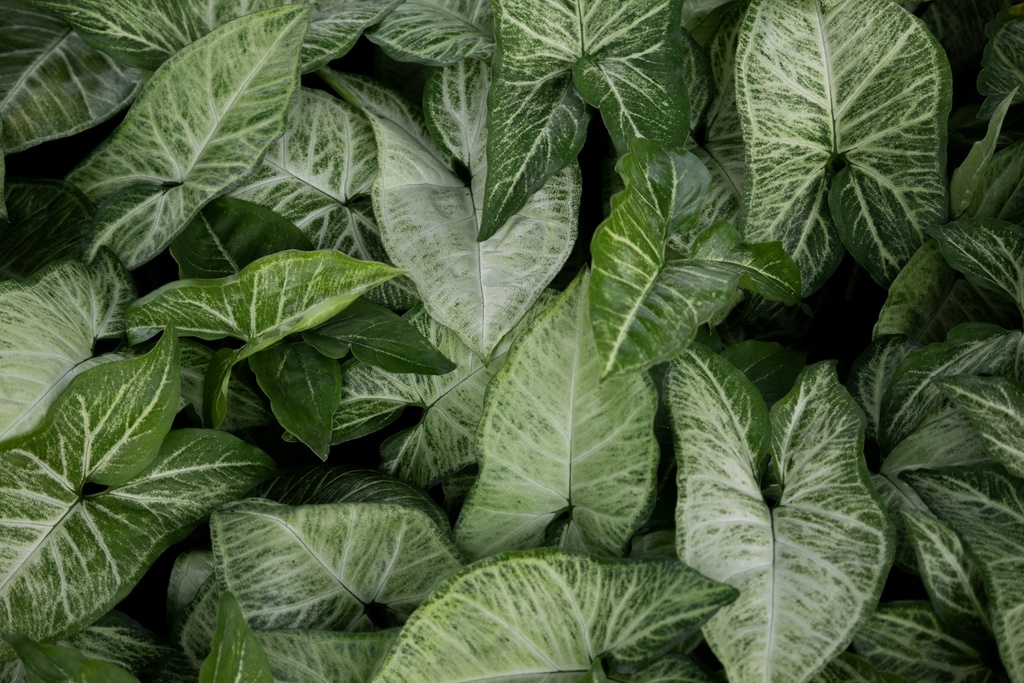 Syngonium (Green)