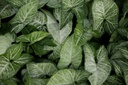 Syngonium (Green)