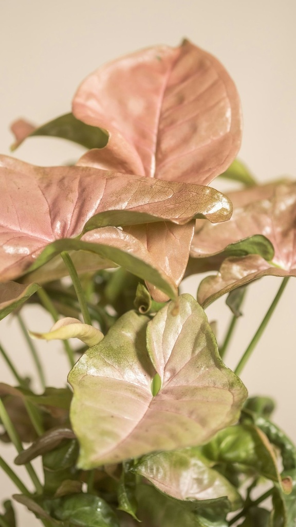 Syngonium (Pink)