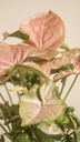 Syngonium (Pink)
