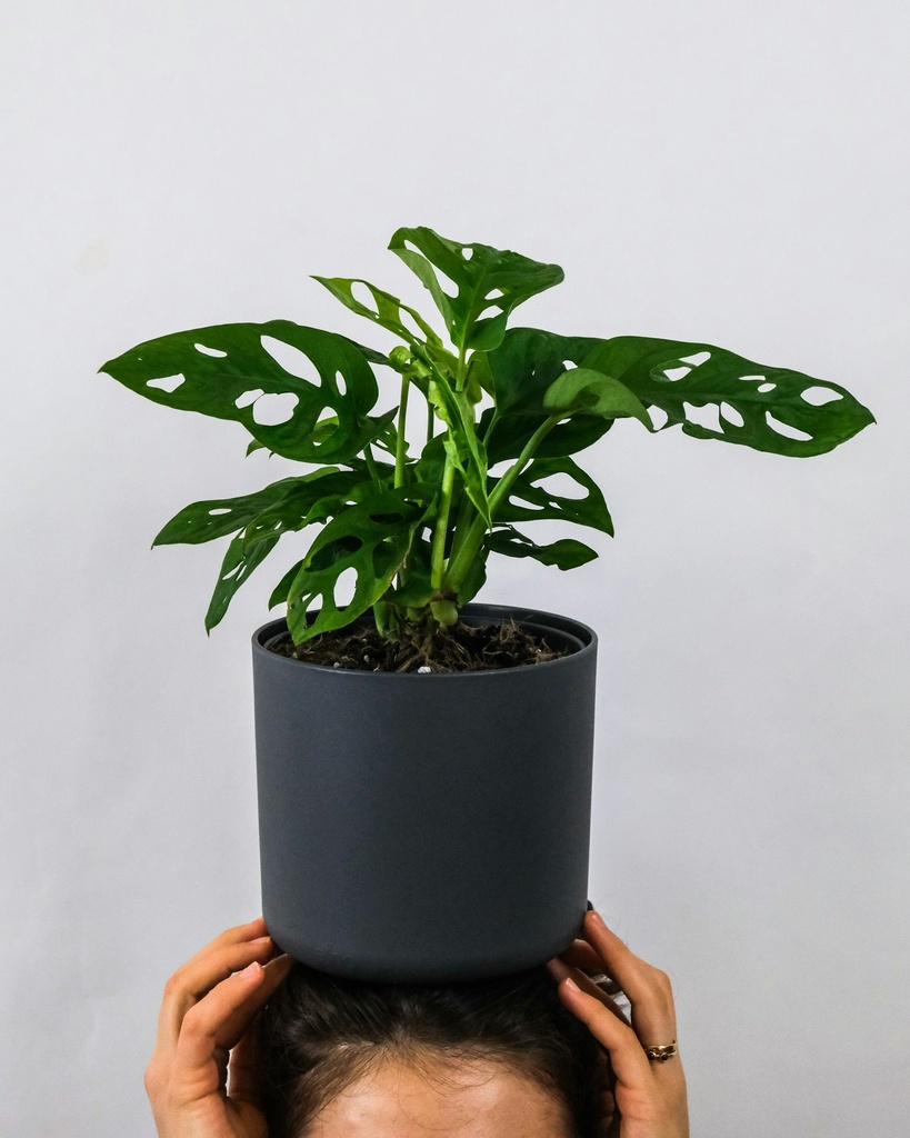 Monstera Broken Heart Money Plant