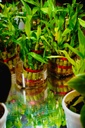 Lucky Bamboo Plant (Set of 2 Sticks)