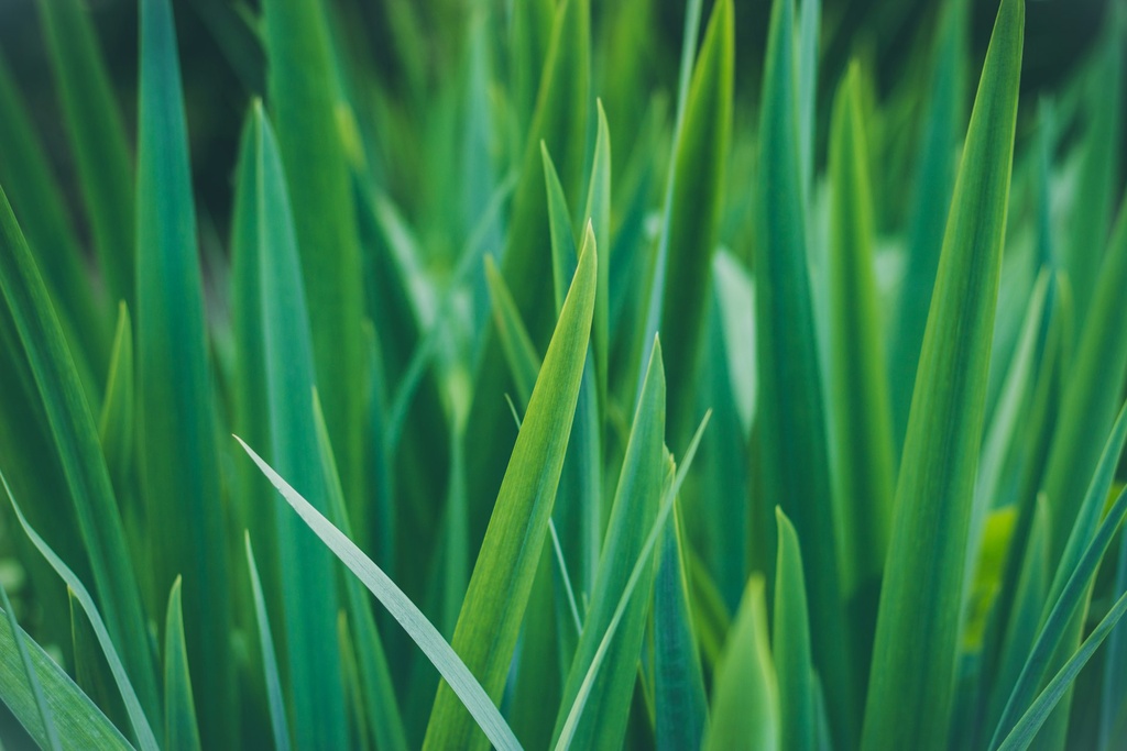 Lemongrass (Cymbopogon citratus)