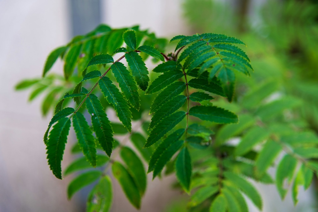 Curry Leaf Plant
